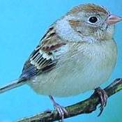 Field Sparrow
